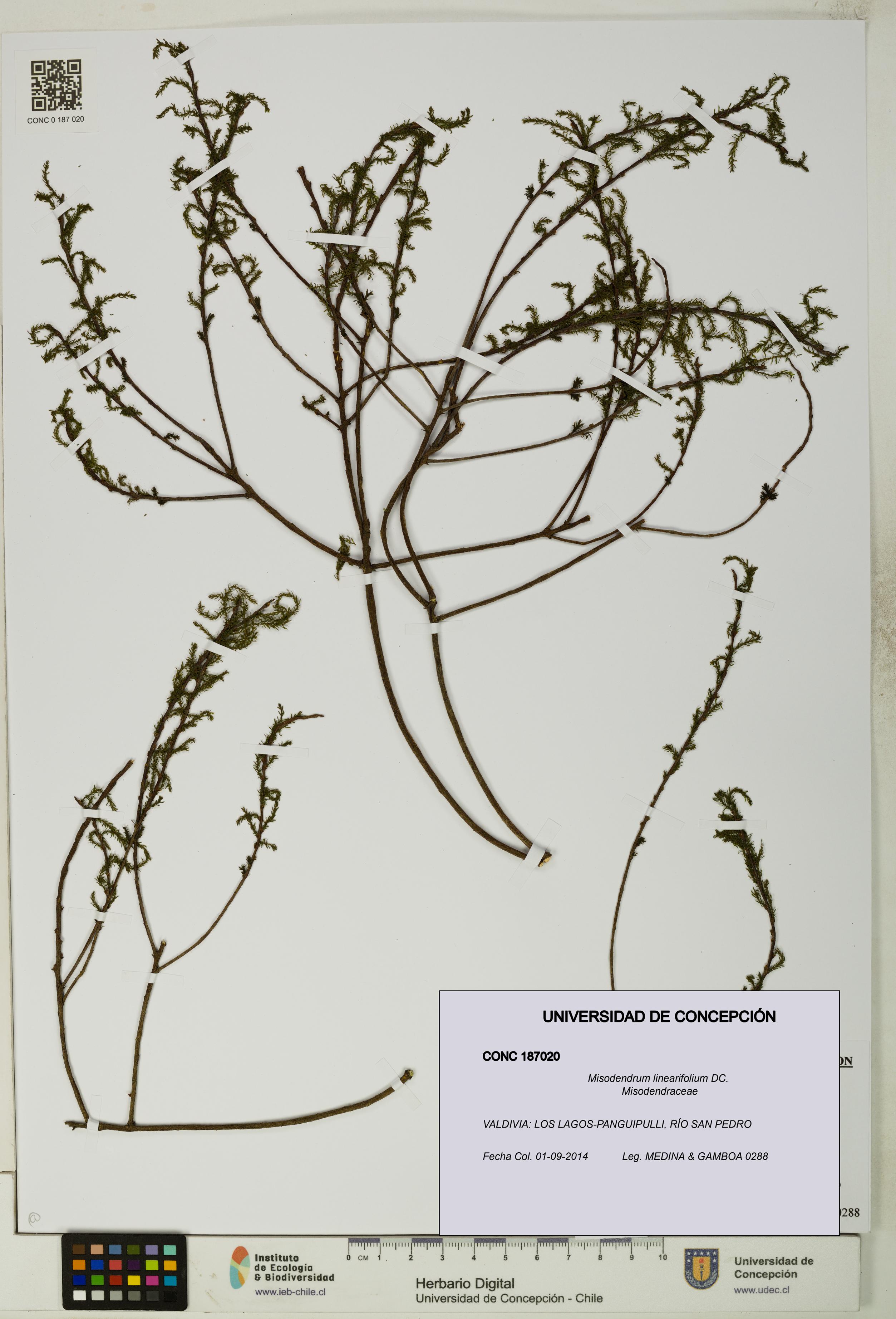 Misodendrum linearifolium [Espécimen: UDEC:CONC:0187020]