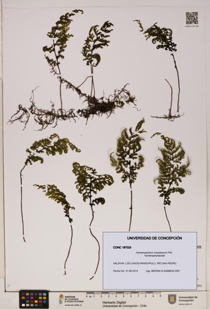 Hymenophyllum krauseanum [Espécimen: ]