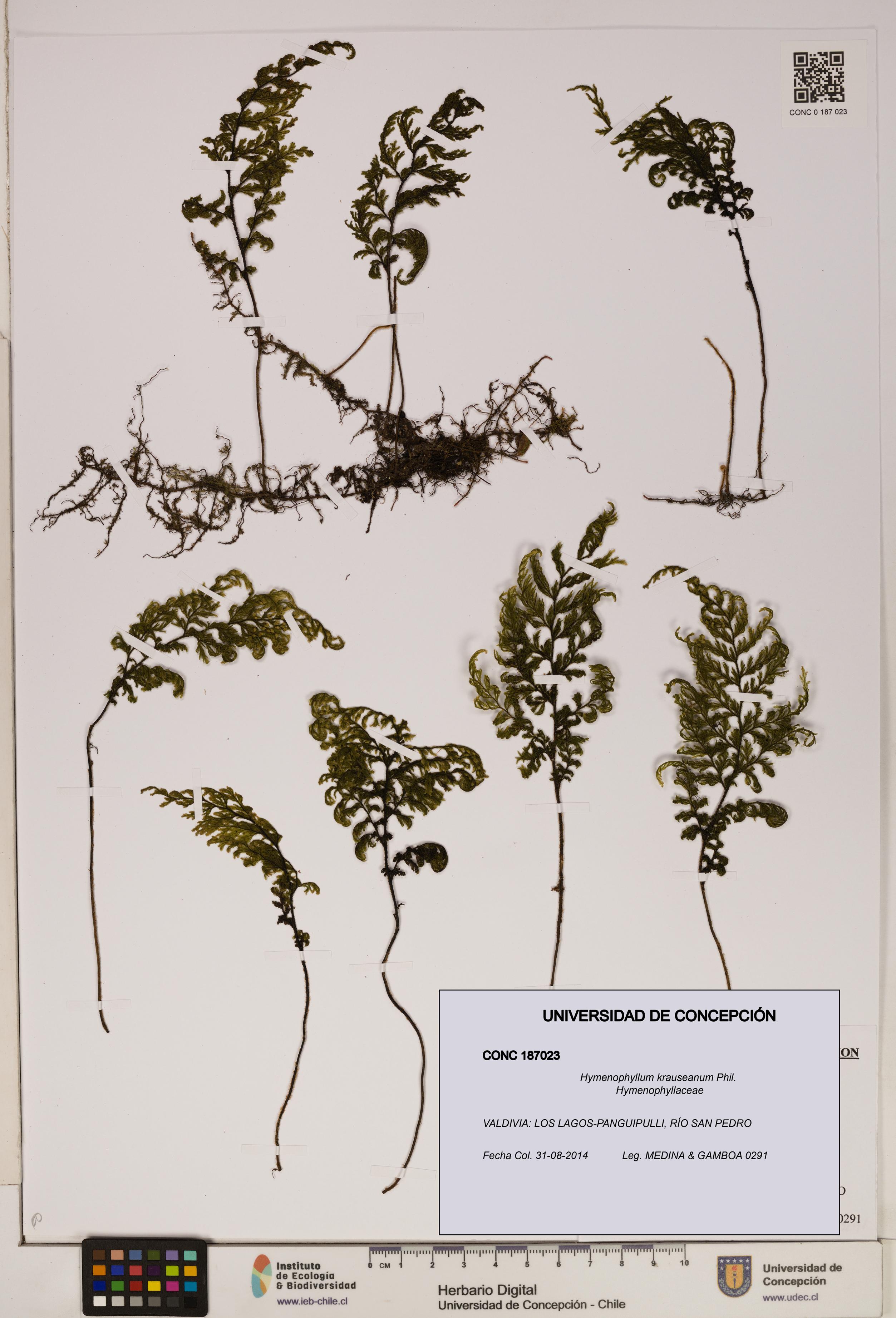 Hymenophyllum krauseanum [Espécimen: ]