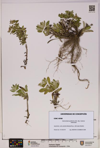 Gamochaeta spiciformis [Espécimen: UDEC:CONC:0187030]