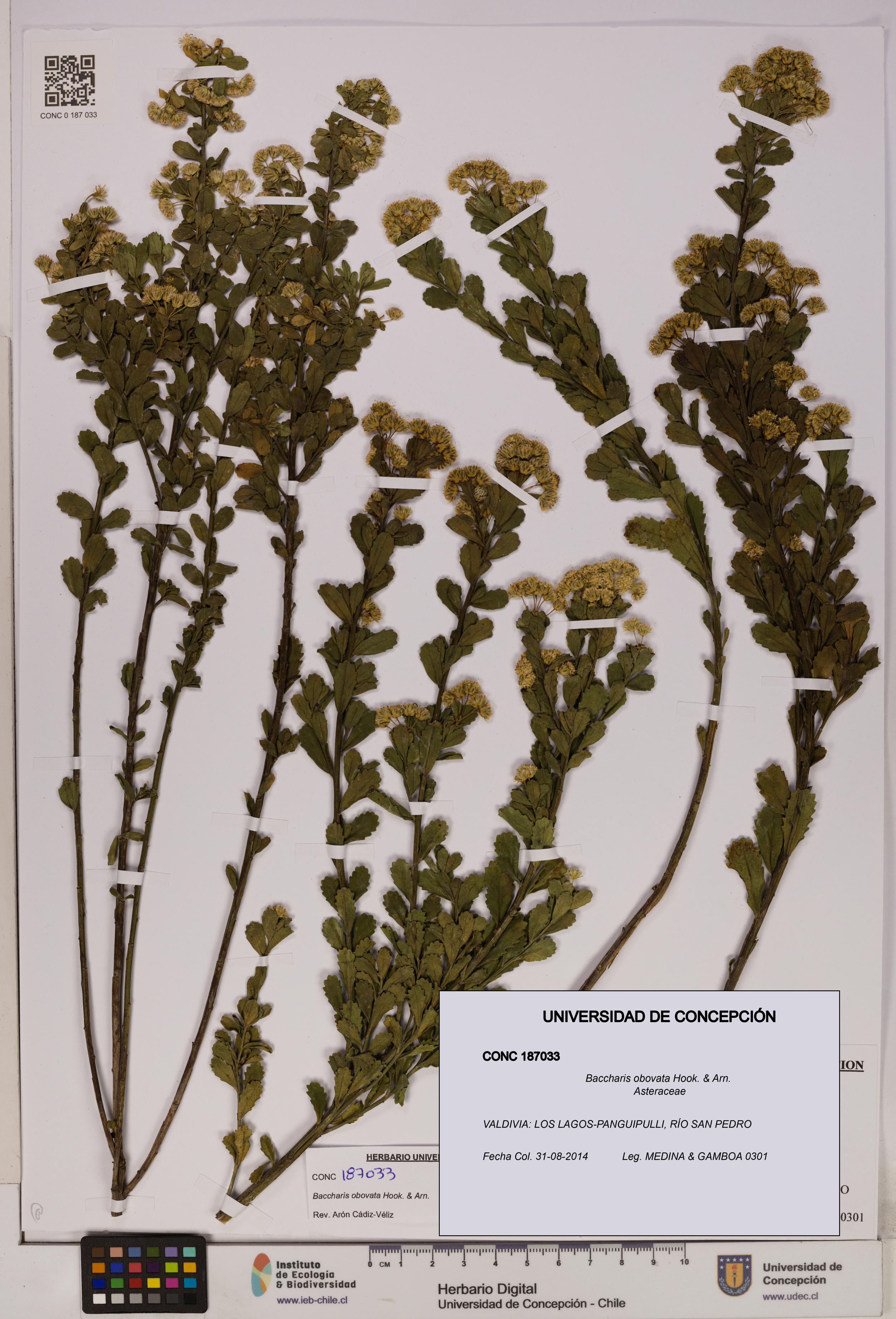 Baccharis obovata [Espécimen: UDEC:CONC:0187033]
