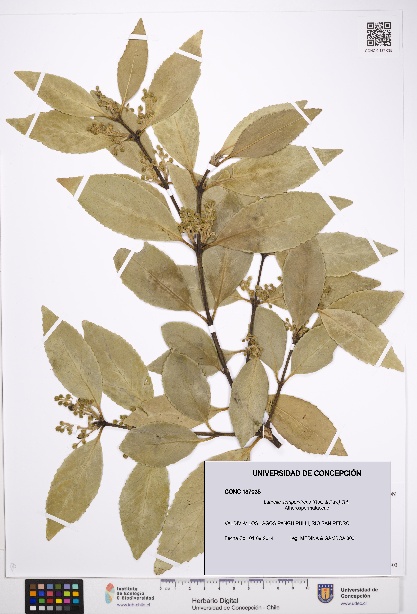 Laurelia sempervirens [Espécimen: UDEC:CONC:0187035]