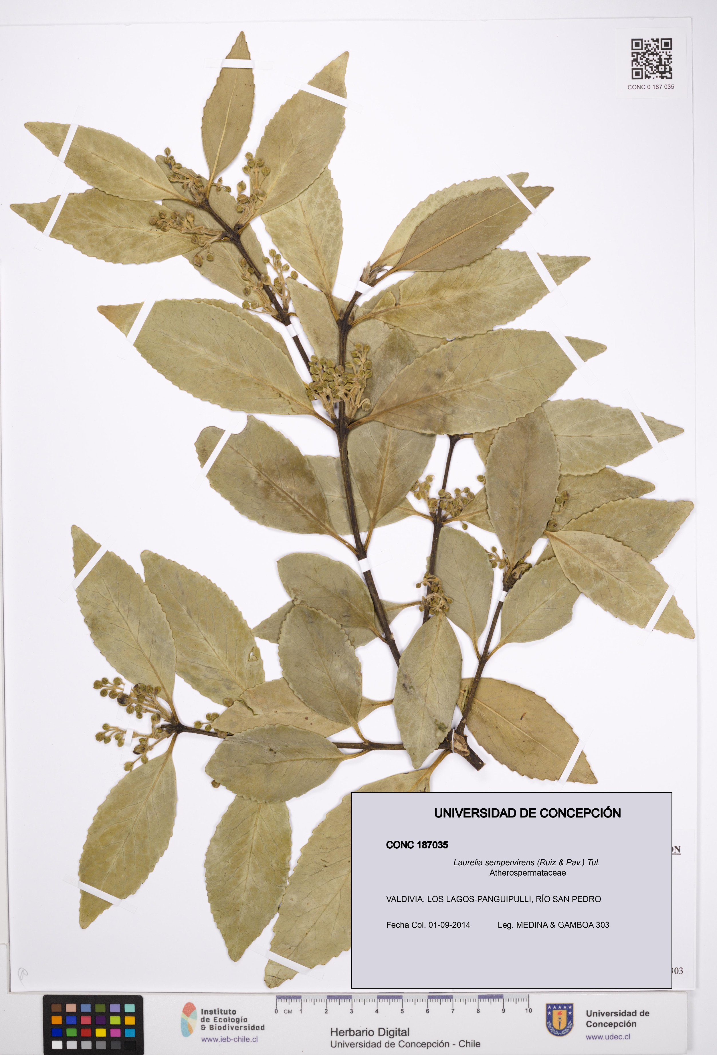 Laurelia sempervirens [Espécimen: UDEC:CONC:0187035]