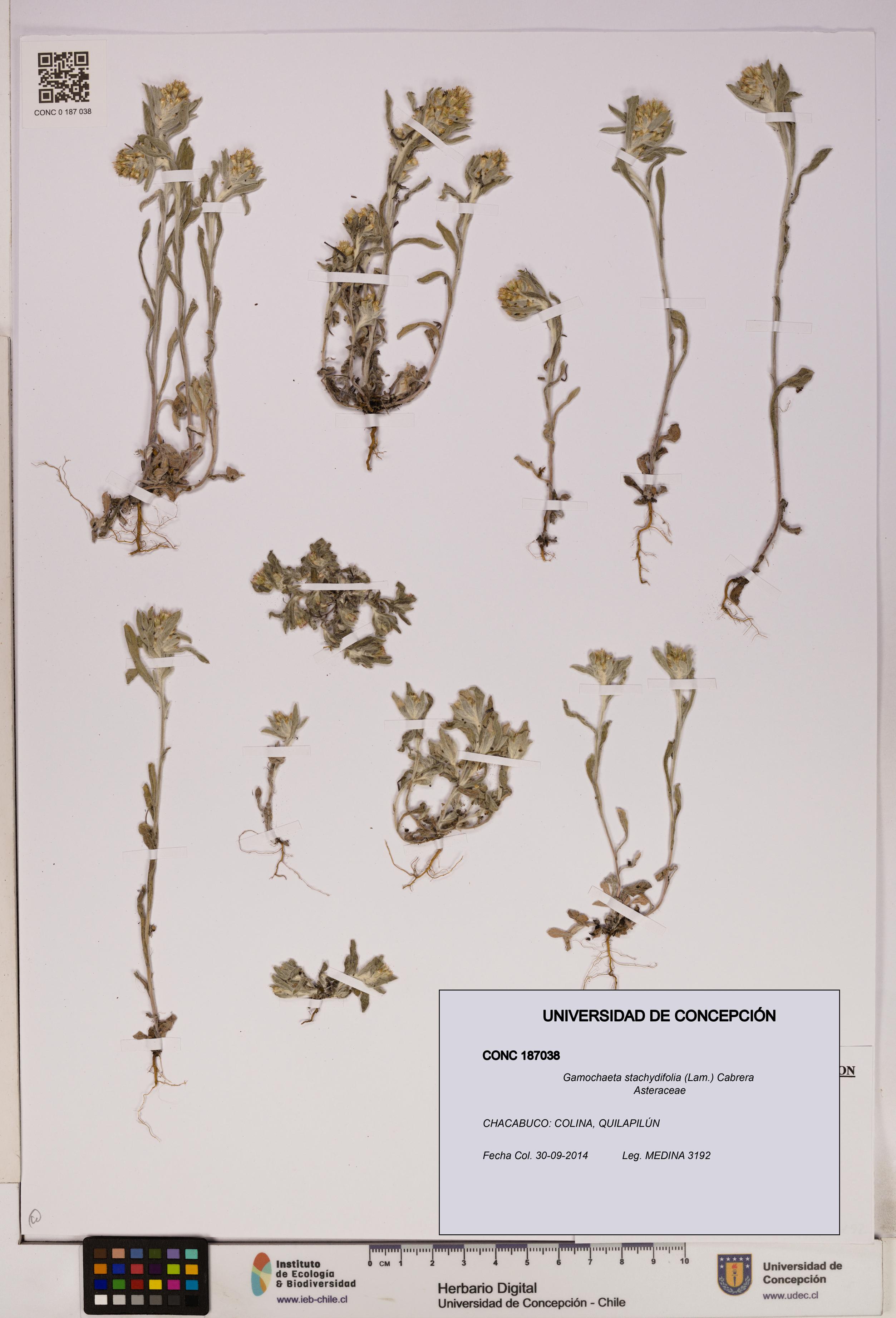 Gamochaeta stachydifolia [Espécimen: UDEC:CONC:0187038]