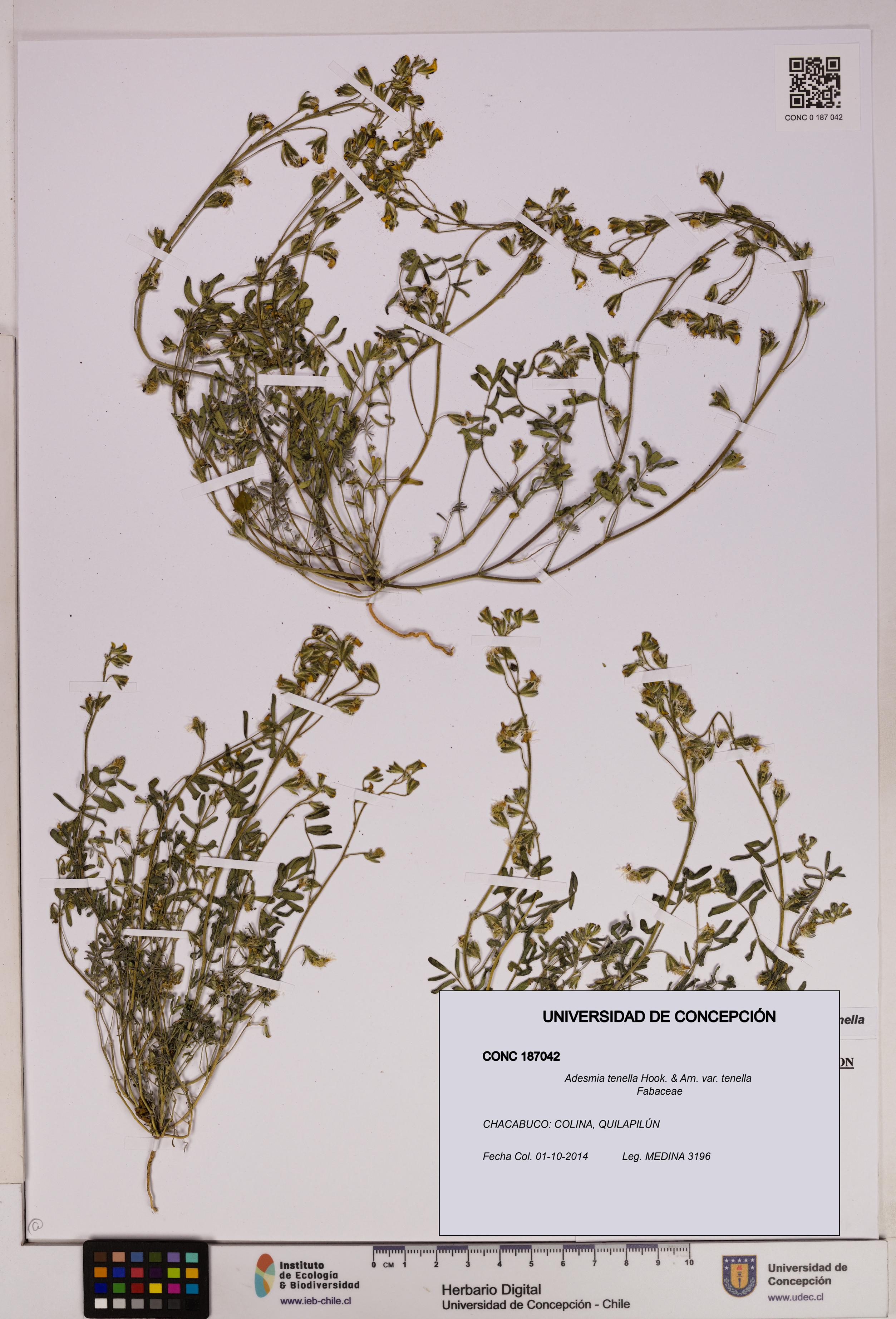 Adesmia tenella var. tenella [Espécimen: UDEC:CONC:0187042]