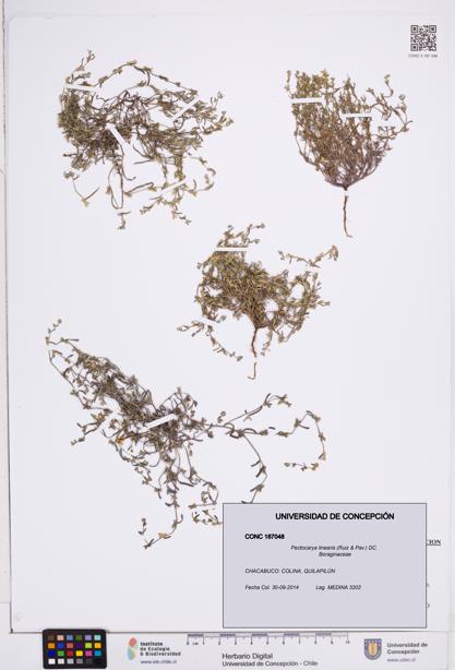 Pectocarya linearis [Espécimen: ]