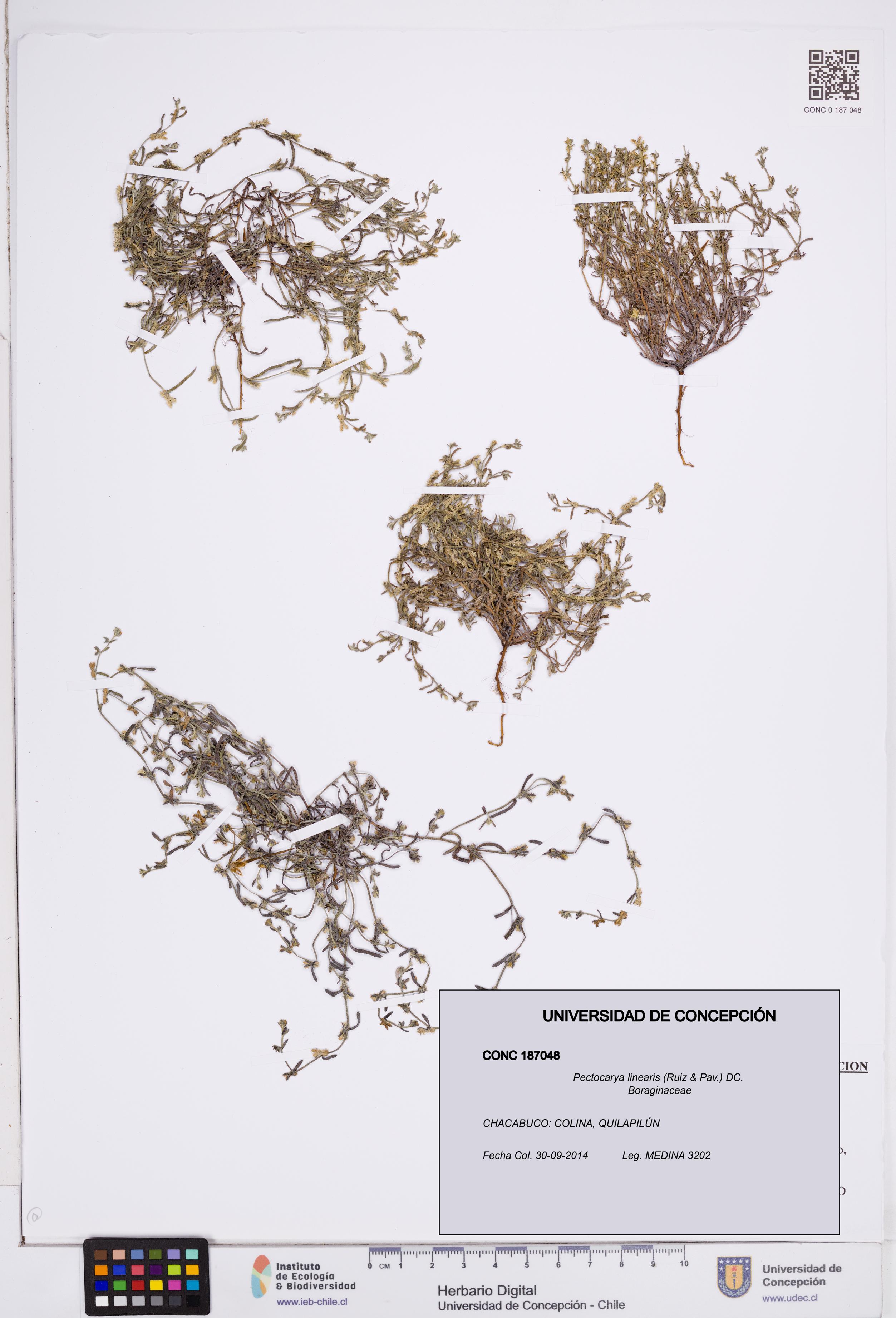 Pectocarya linearis [Espécimen: ]