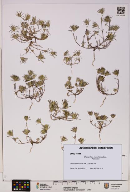 Chaetanthera moenchioides [Espécimen: UDEC:CONC:0187056]