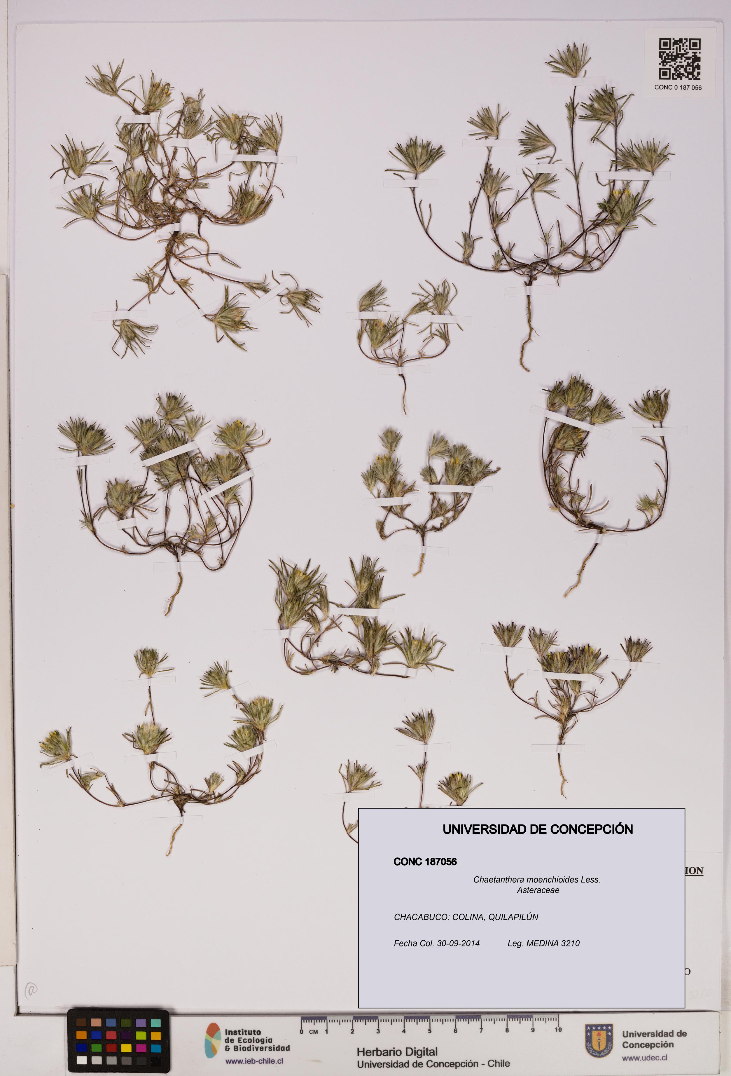 Chaetanthera moenchioides [Espécimen: UDEC:CONC:0187056]