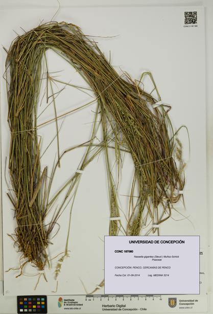 Nassella gigantea [Espécimen: UDEC:CONC:0187060]
