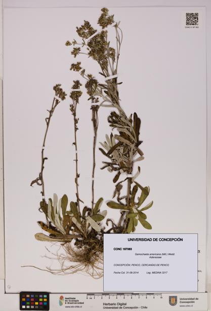 Gamochaeta americana [Espécimen: UDEC:CONC:0187063]