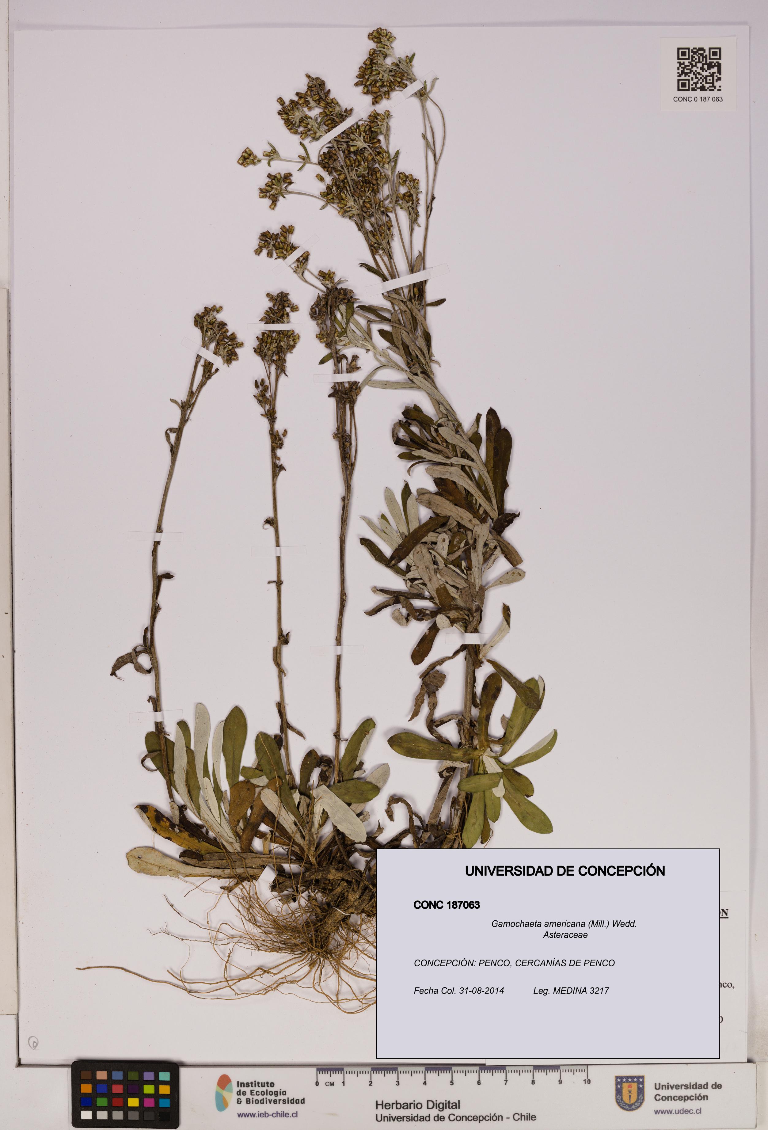 Gamochaeta americana [Espécimen: UDEC:CONC:0187063]