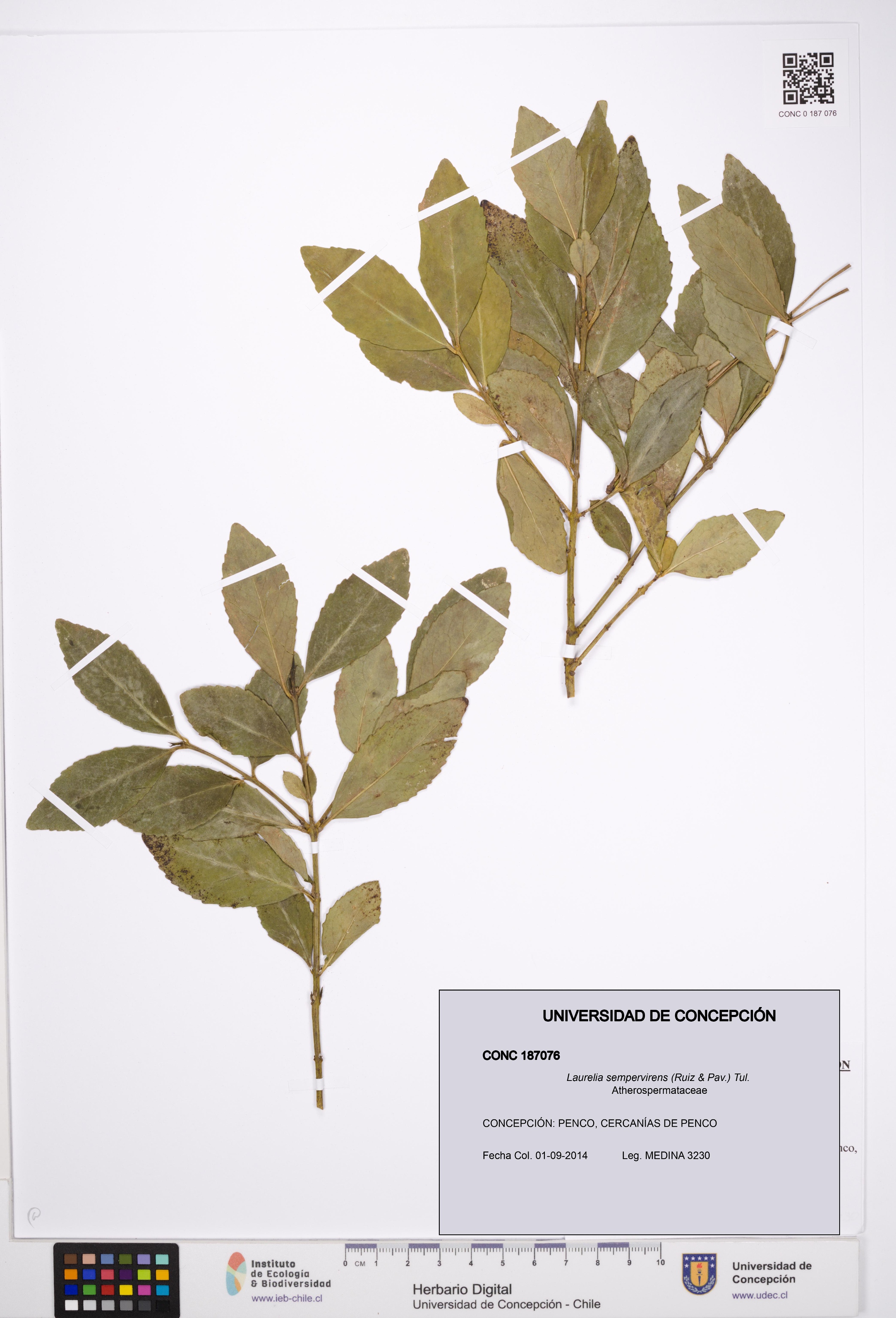 Laurelia sempervirens [Espécimen: UDEC:CONC:0187076]