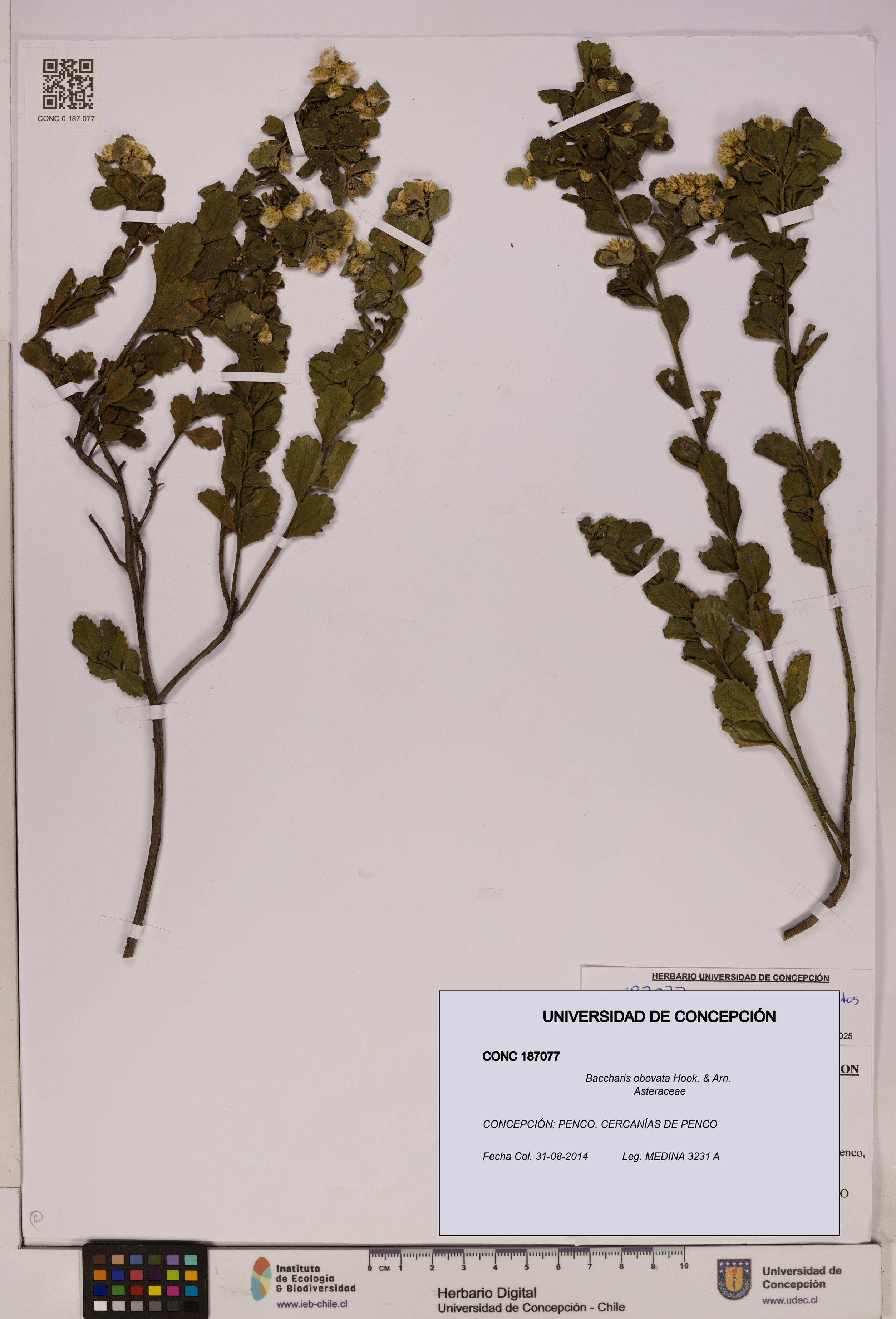 Baccharis obovata [Espécimen: UDEC:CONC:0187077]