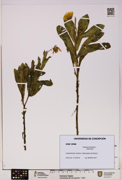 Calendula officinalis [Espécimen: UDEC:CONC:0187083]