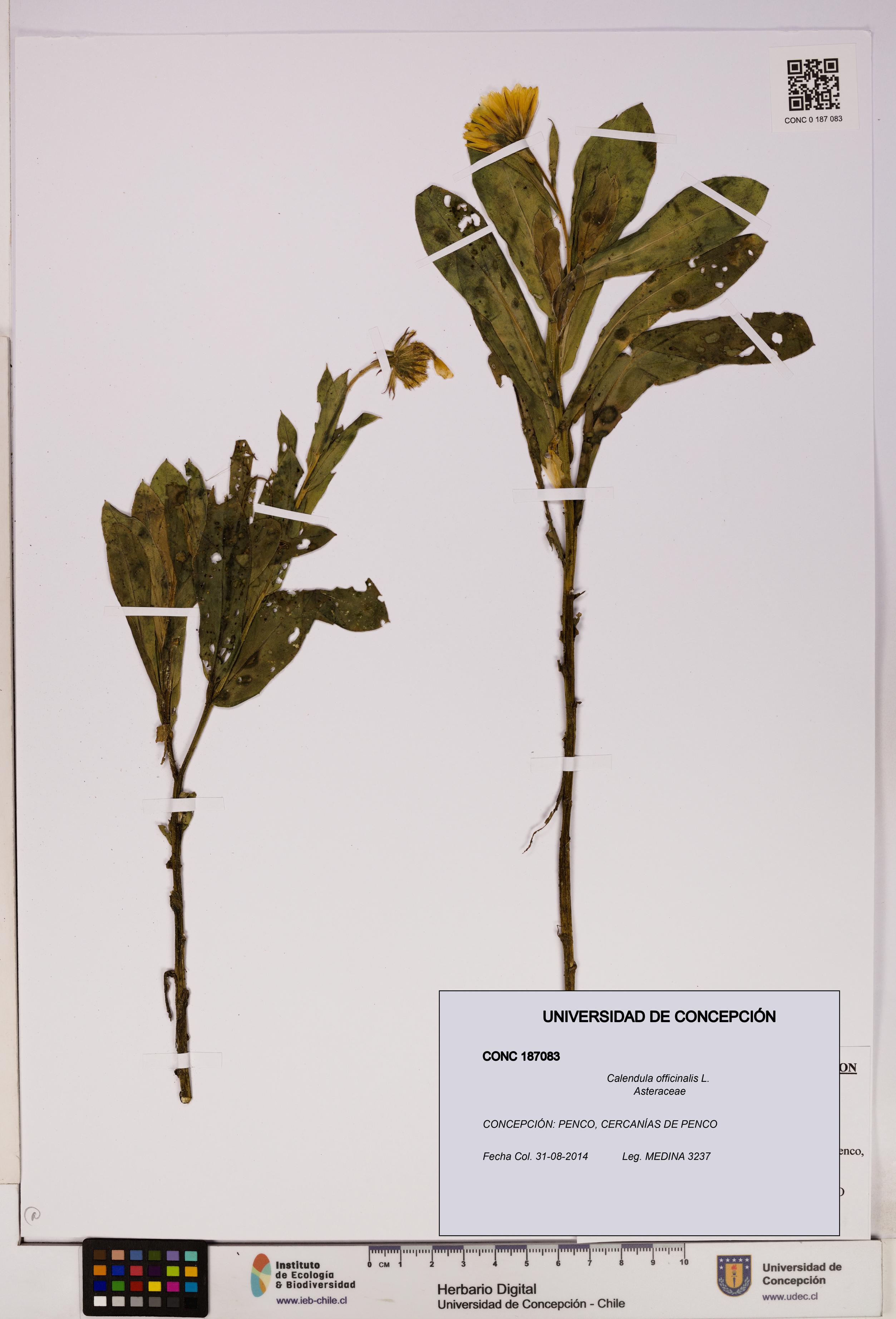 Calendula officinalis [Espécimen: UDEC:CONC:0187083]