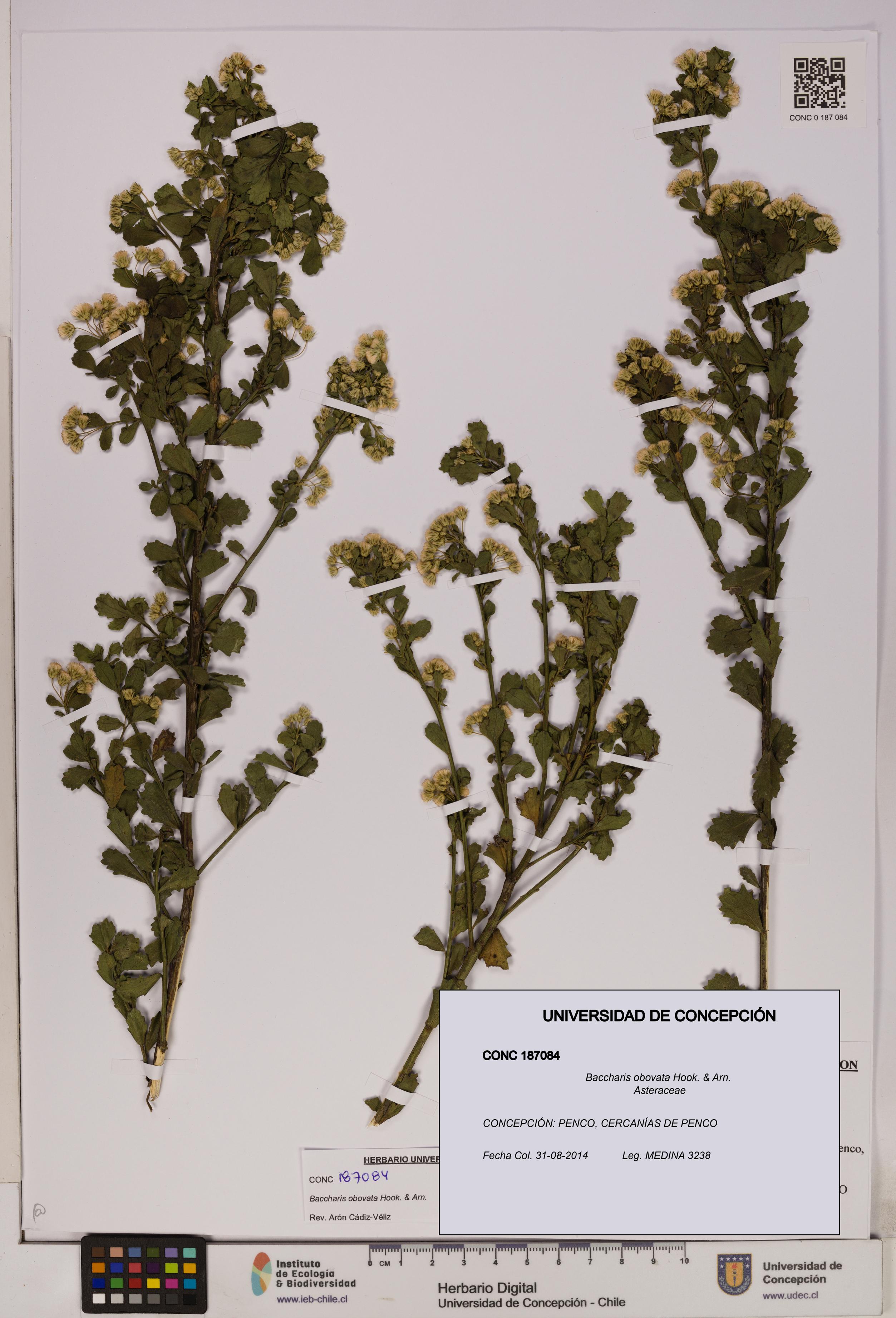 Baccharis obovata [Espécimen: UDEC:CONC:0187084]