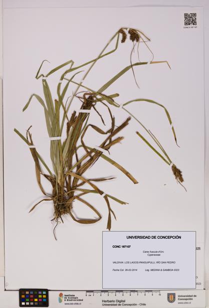 Carex fuscula [Espécimen: UDEC:CONC:0187107]