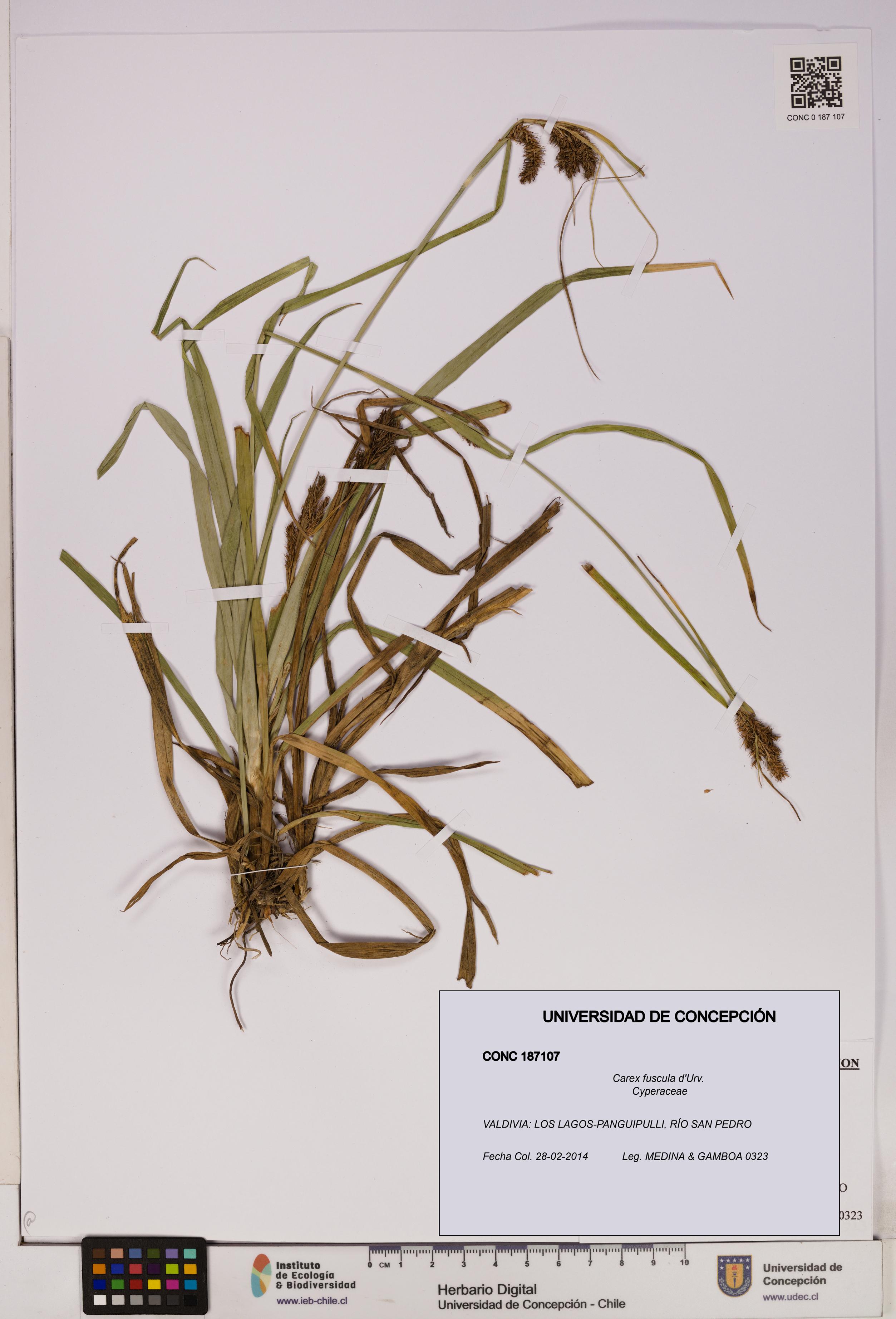 Carex fuscula [Espécimen: UDEC:CONC:0187107]