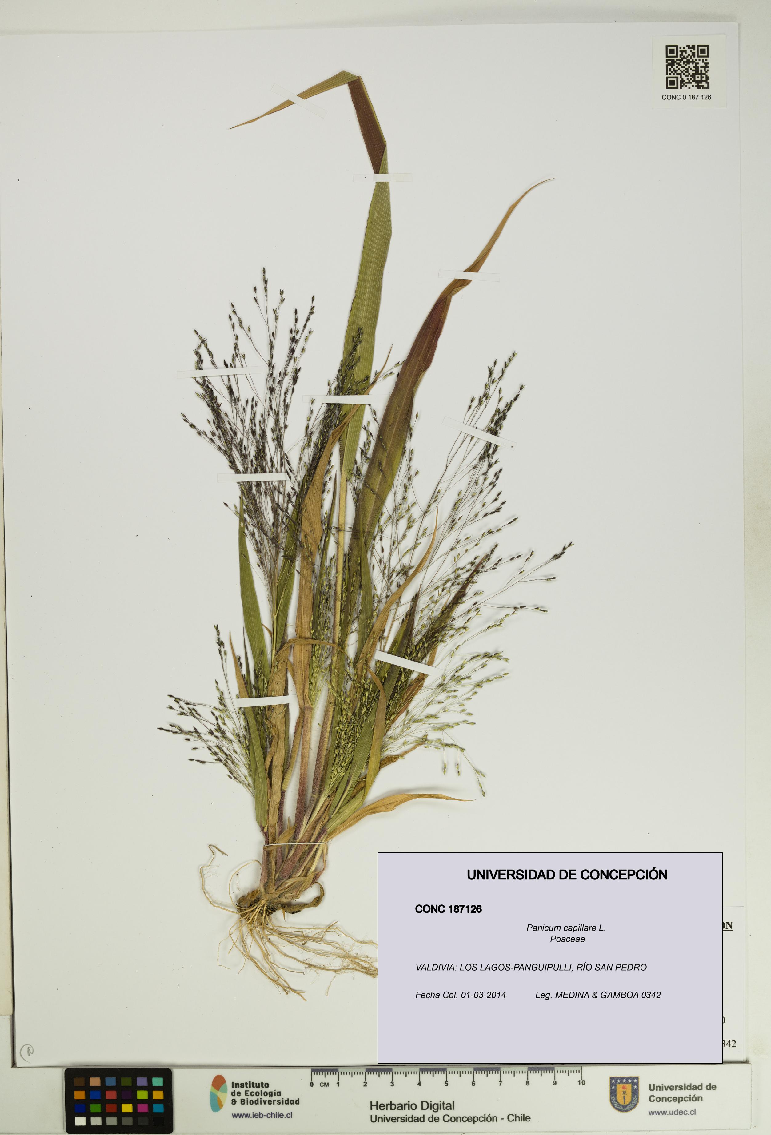 Panicum capillare [Espécimen: UDEC:CONC:0187126]