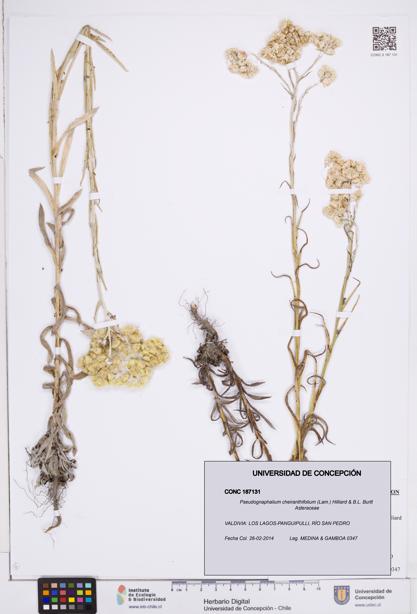 Pseudognaphalium cheiranthifolium [Espécimen: ]