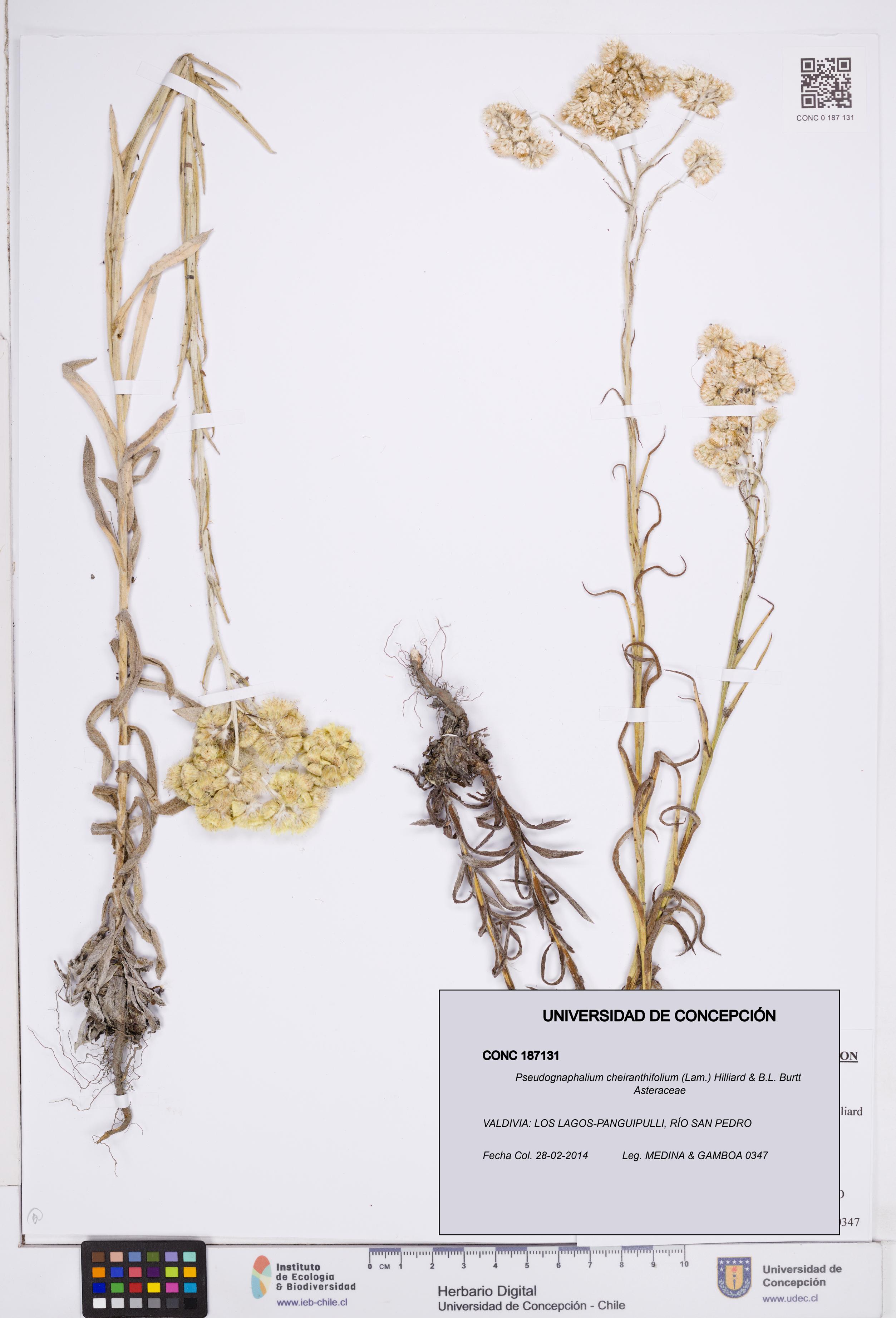 Pseudognaphalium cheiranthifolium [Espécimen: ]