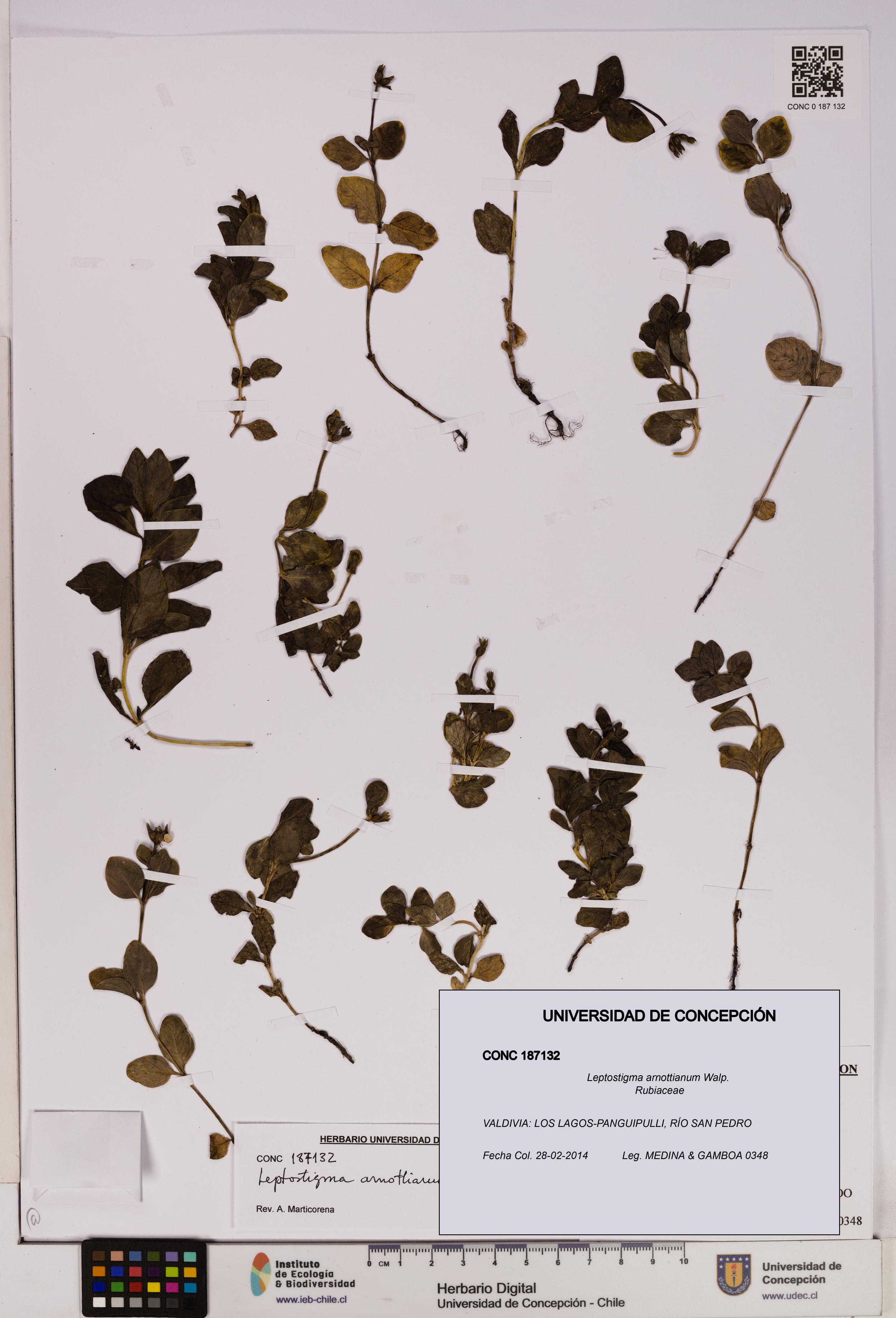 Leptostigma arnottianum [Espécimen: UDEC:CONC:0187132]