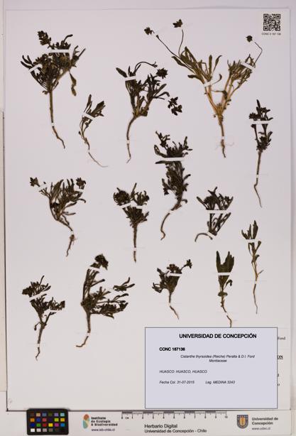 Cistanthe thyrsoidea [Espécimen: UDEC:CONC:0187136]