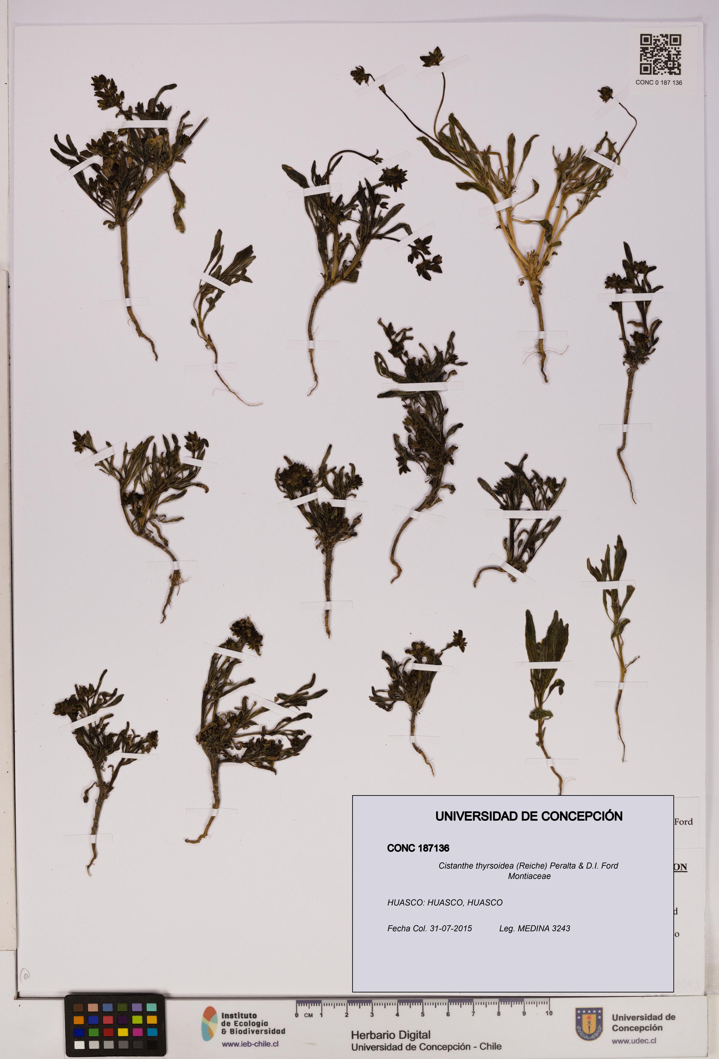Cistanthe thyrsoidea [Espécimen: UDEC:CONC:0187136]