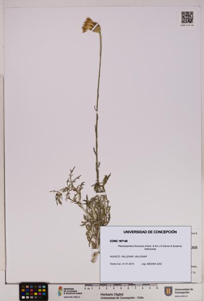 Plectocephalus floccosus [Espécimen: UDEC:CONC:0187145]