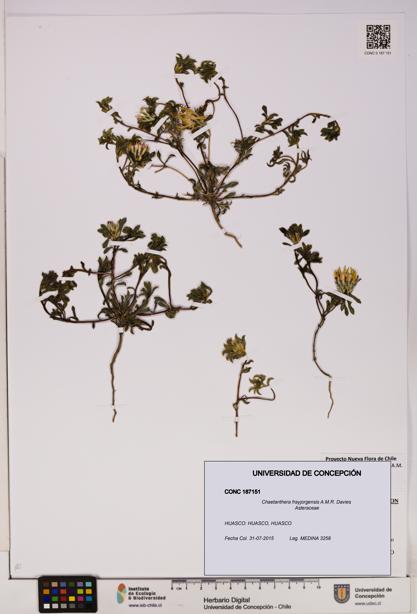 Chaetanthera frayjorgensis [Espécimen: UDEC:CONC:0187151]