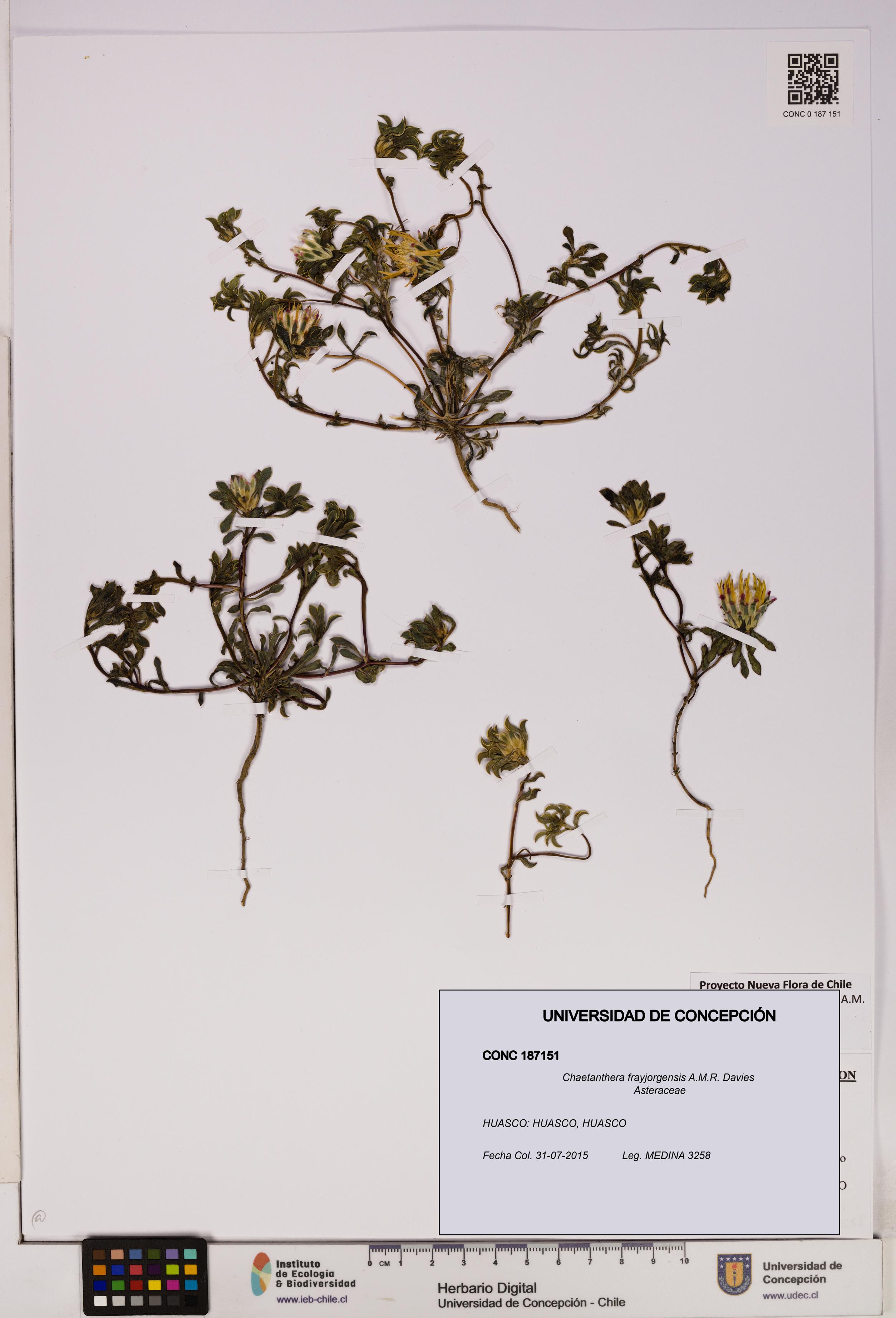 Chaetanthera frayjorgensis [Espécimen: UDEC:CONC:0187151]