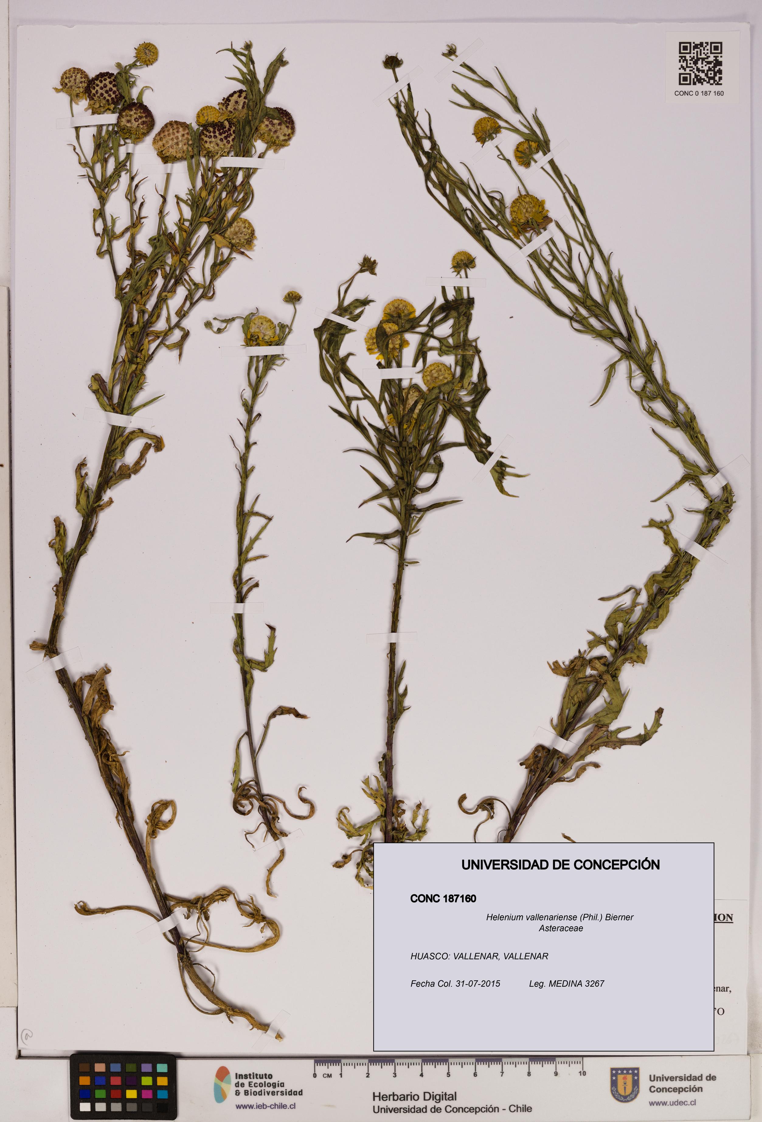 Helenium vallenariense [Espécimen: UDEC:CONC:0187160]