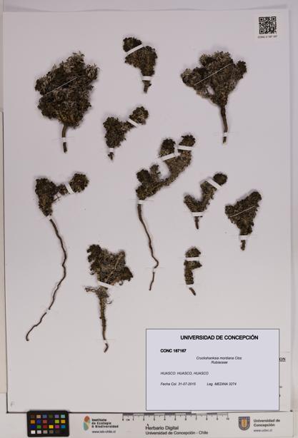 Cruckshanksia montiana [Espécimen: UDEC:CONC:0187167]