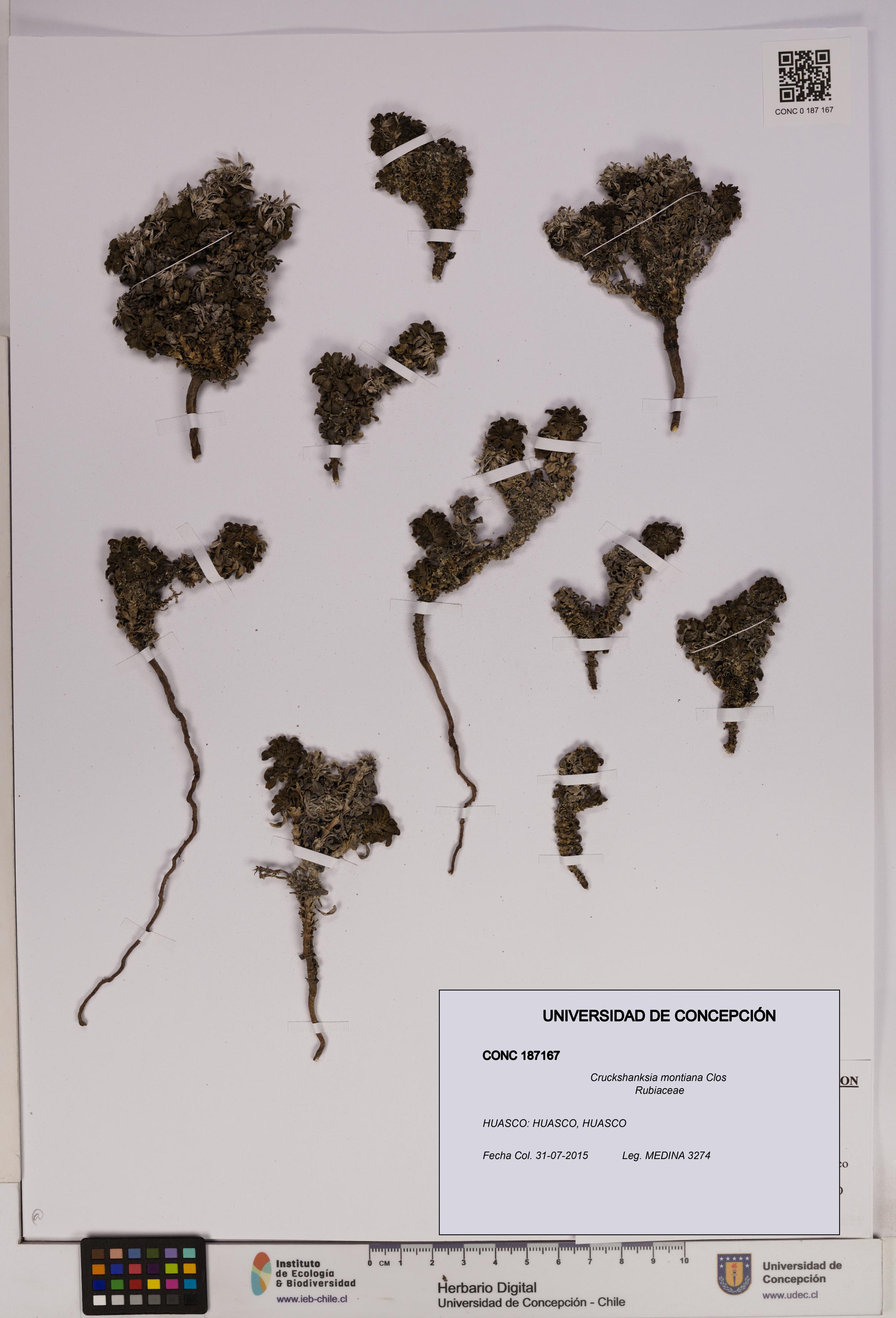 Cruckshanksia montiana [Espécimen: UDEC:CONC:0187167]