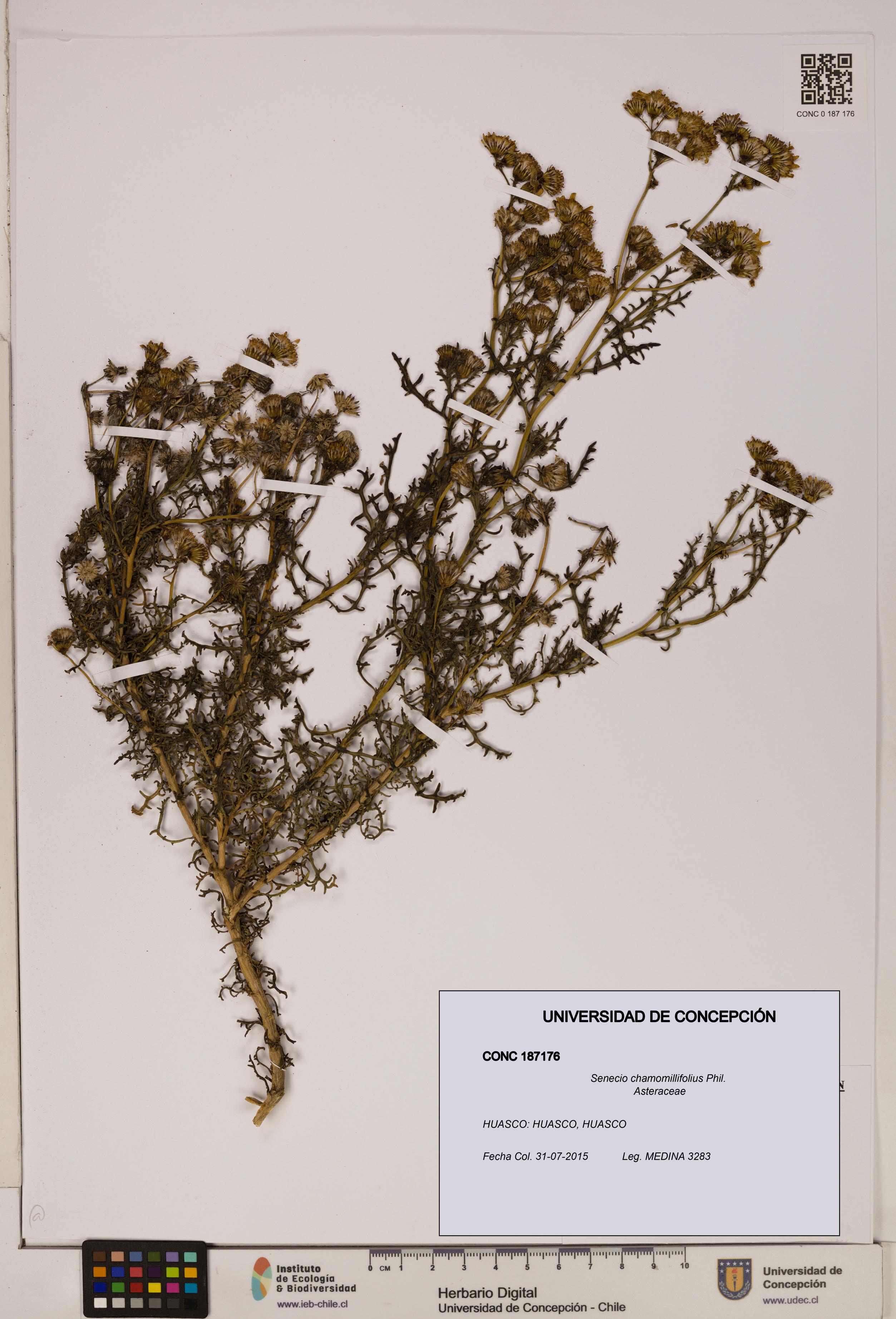 Senecio chamomillifolius [Espécimen: UDEC:CONC:0187176]
