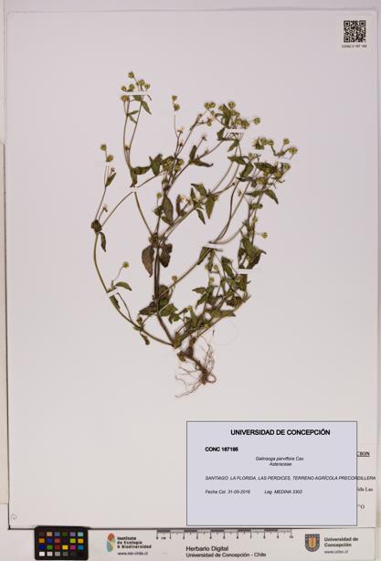 Galinsoga parviflora [Espécimen: UDEC:CONC:0187195]