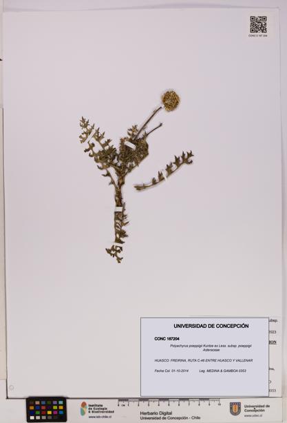 Polyachyrus poeppigii [Espécimen: UDEC:CONC:0187204]
