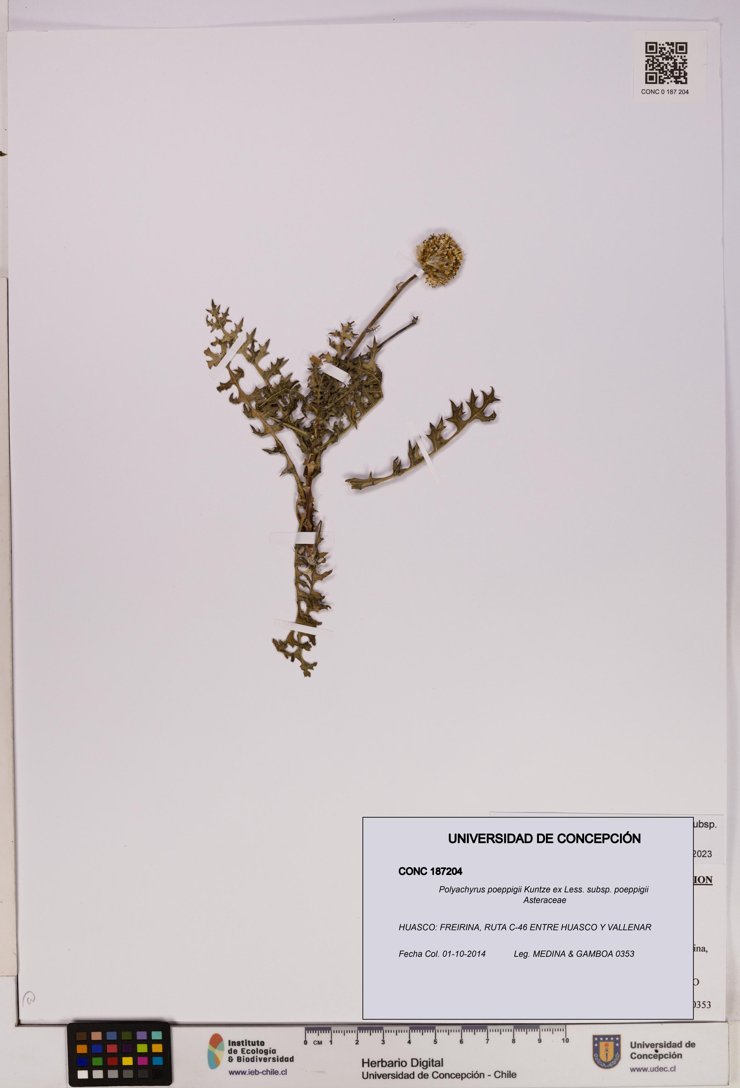 Polyachyrus poeppigii [Espécimen: UDEC:CONC:0187204]
