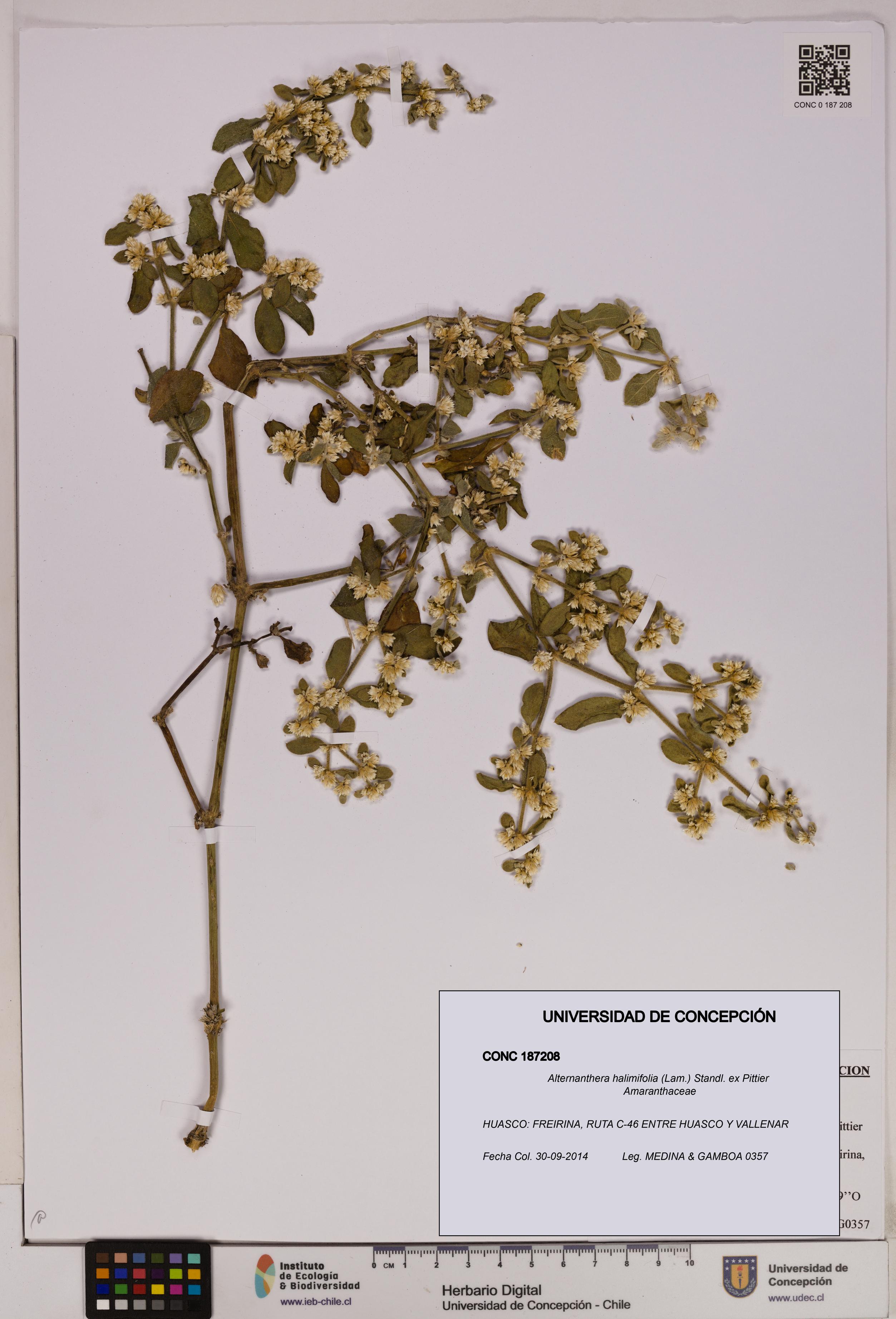 Alternanthera halimifolia [Espécimen: UDEC:CONC:0187208]
