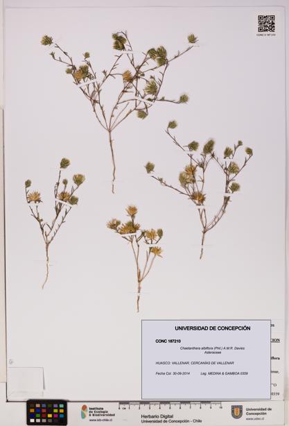 Chaetanthera albiflora [Espécimen: UDEC:CONC:0187210]
