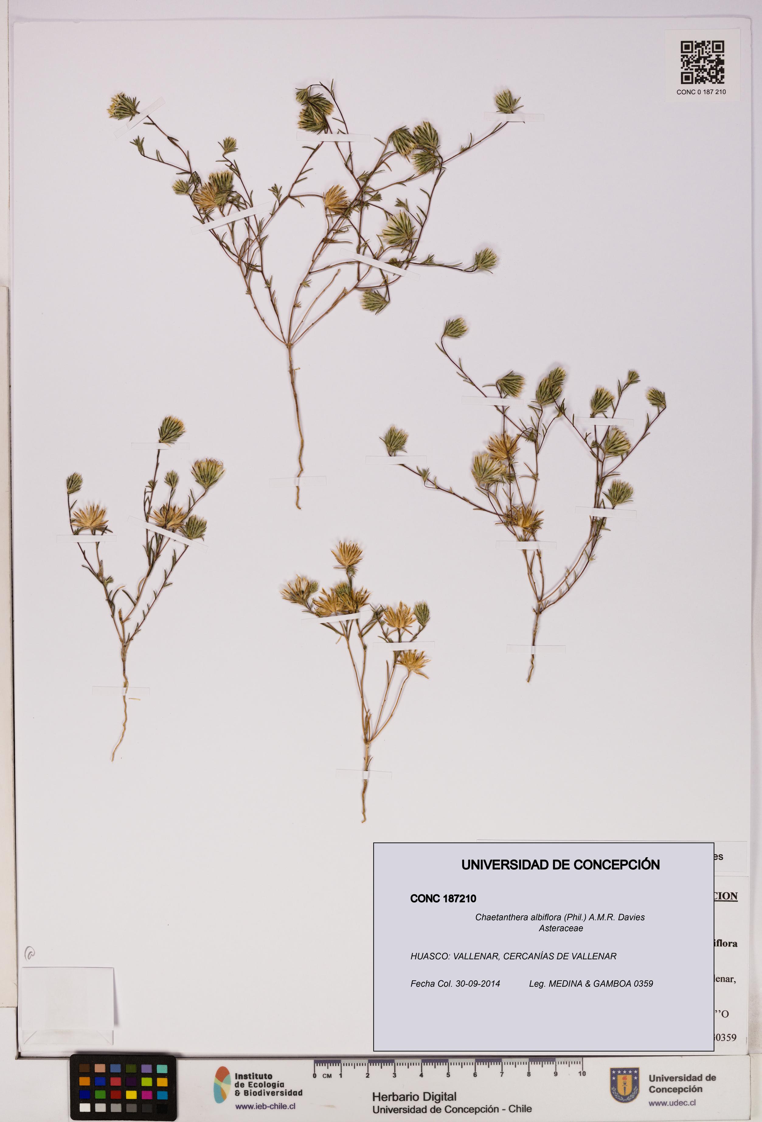 Chaetanthera albiflora [Espécimen: UDEC:CONC:0187210]