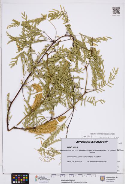 Neltuma flexuosa var. fruticosa [Espécimen: ]