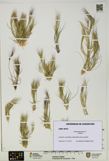 Aristida adscensionis [Espécimen: UDEC:CONC:0187213]
