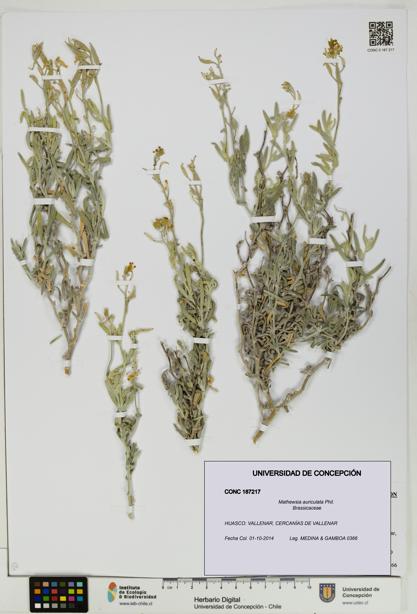 Mathewsia auriculata [Espécimen: UDEC:CONC:0187217]