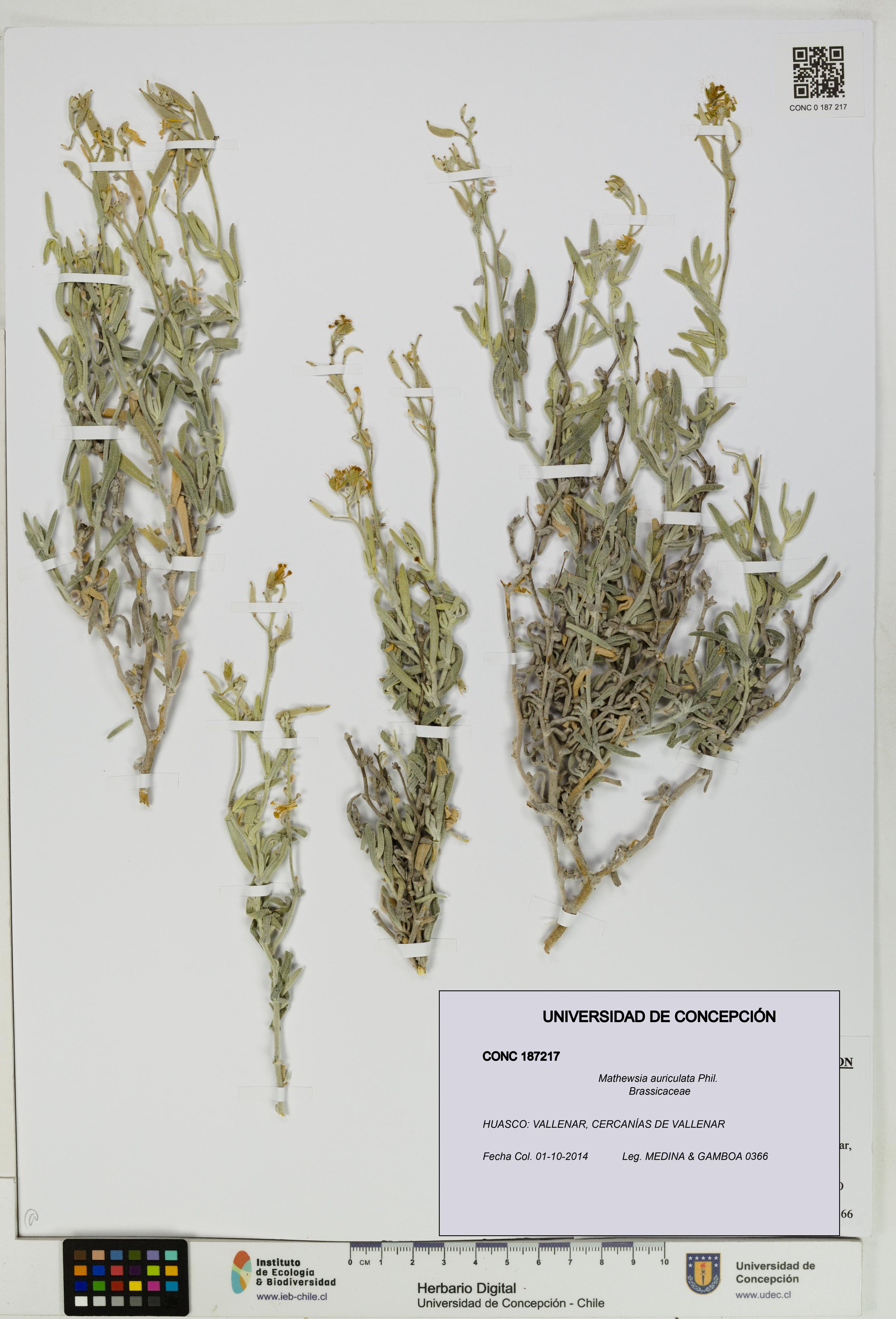 Mathewsia auriculata [Espécimen: UDEC:CONC:0187217]