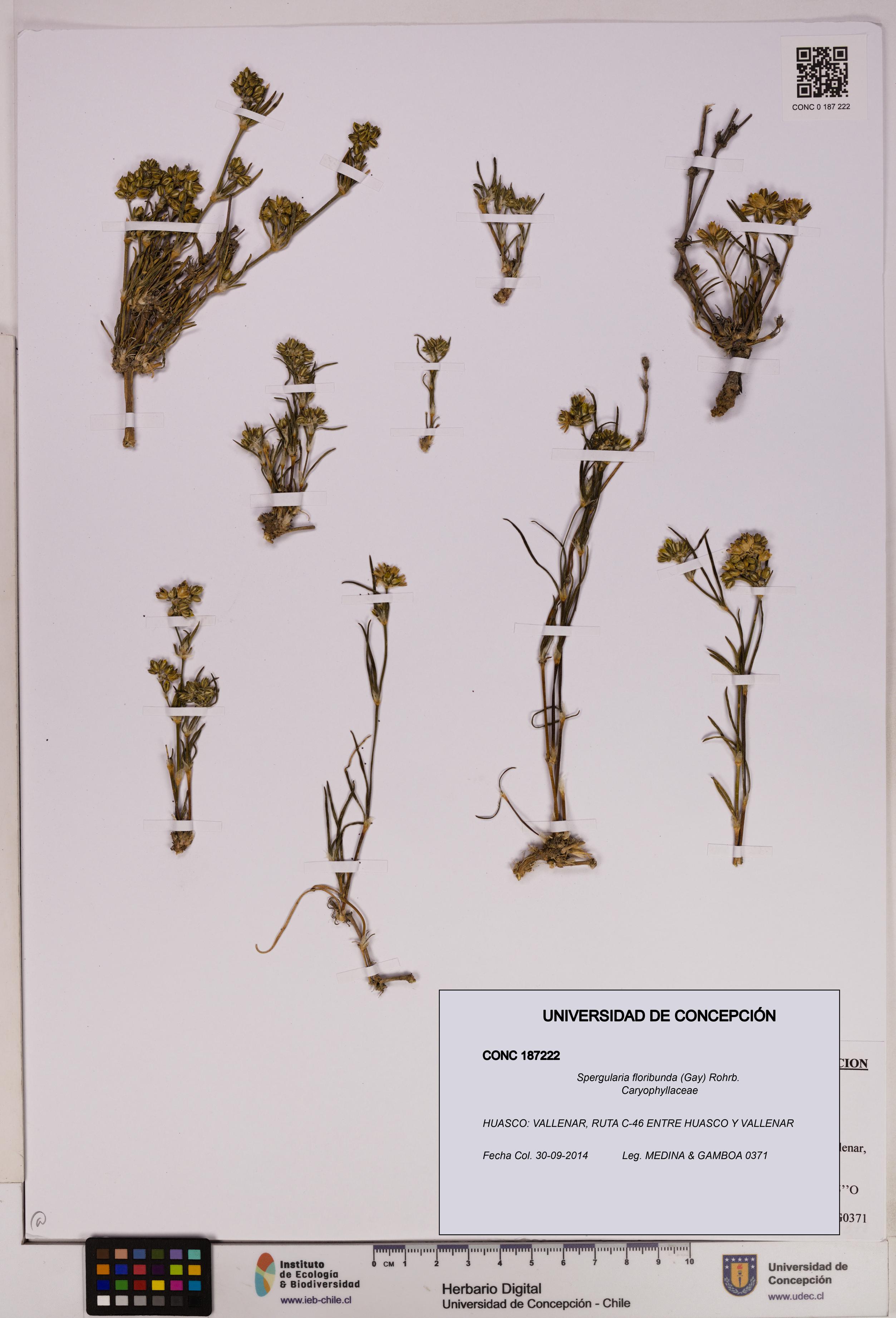 Spergularia floribunda [Espécimen: UDEC:CONC:0187222]