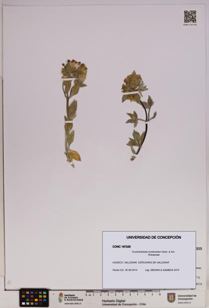 Cruckshanksia hymenodon [Espécimen: UDEC:CONC:0187225]