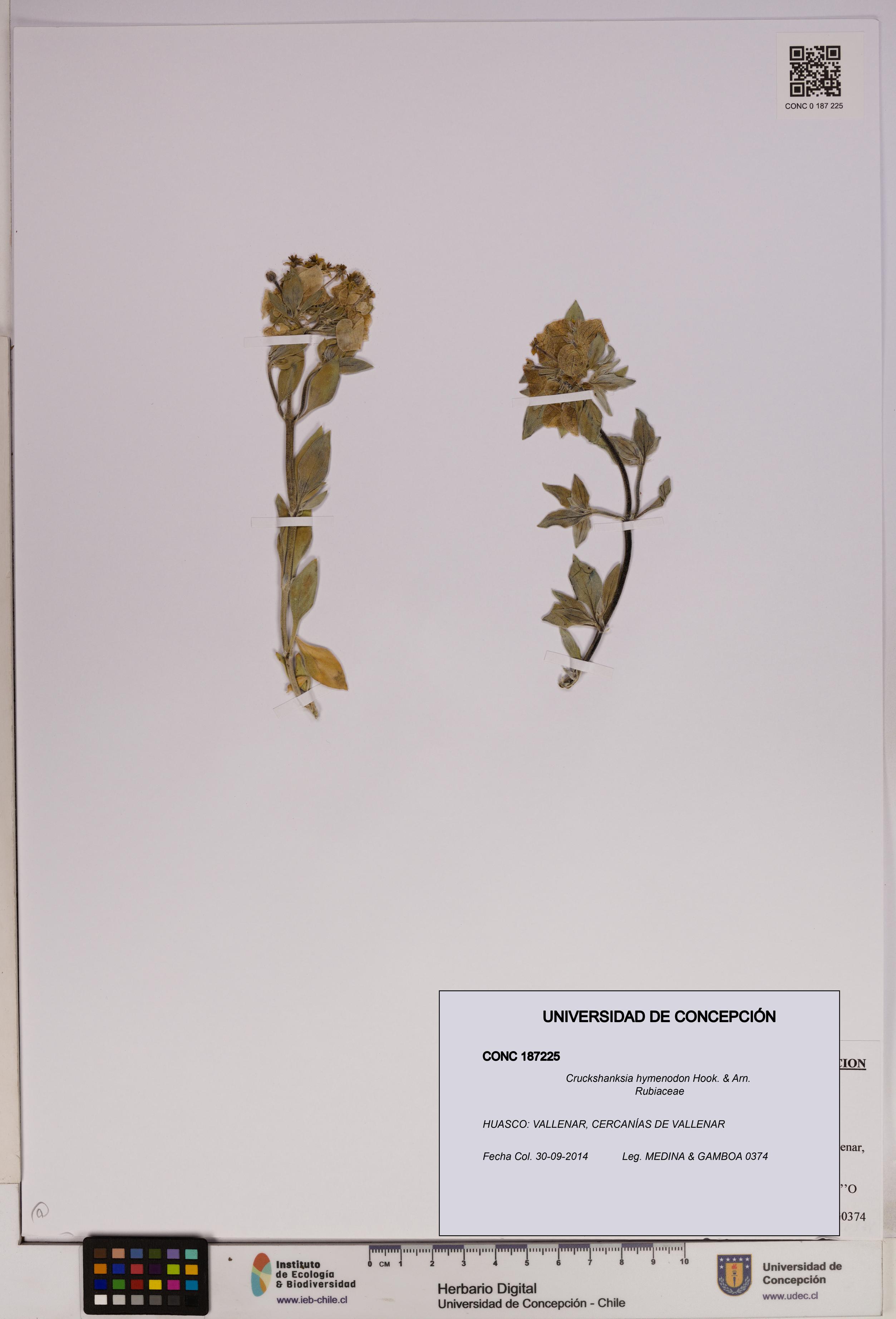 Cruckshanksia hymenodon [Espécimen: UDEC:CONC:0187225]