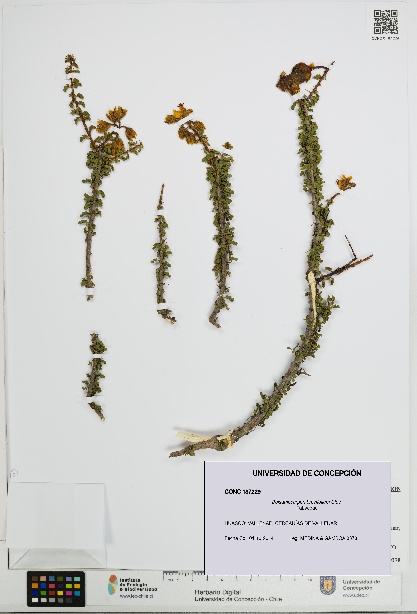 Balsamocarpon brevifolium [Espécimen: UDEC:CONC:0187229]